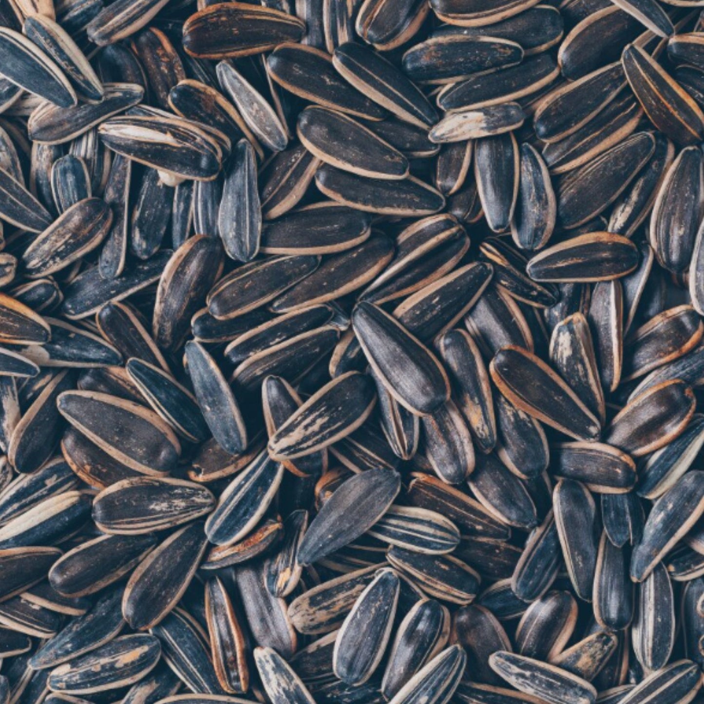 Sunflower Seeds